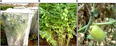 Introgressing cry1Ac for Pod Borer Resistance in Chickpea Through Marker-Assisted Backcross Breeding